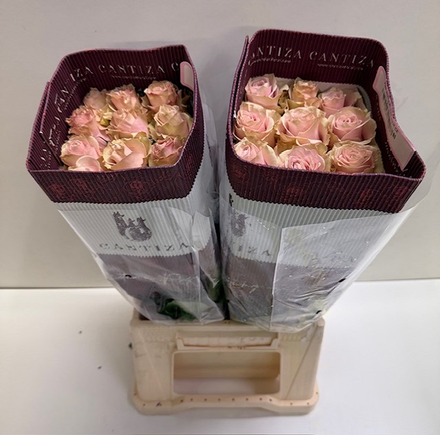 Rosa ec pink mondial CT.jpg